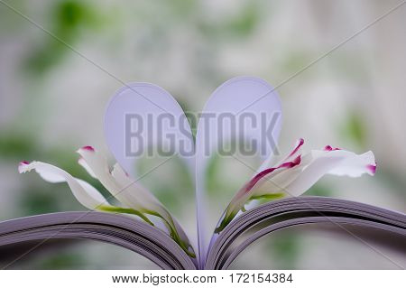 Petals of Eustoma russellianum flower & heart shape which made by white paper notebook. Clear bright nature background
