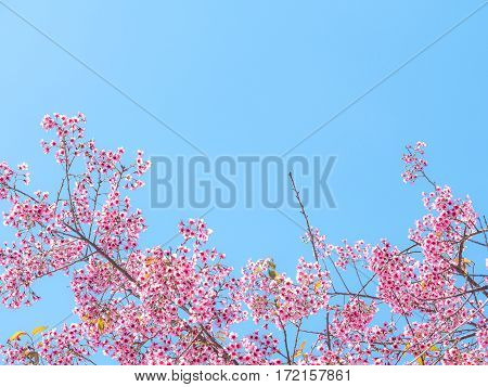 Branch of the Wild Himalayan Cherry Cerasoides flower Pink of Cherry blossom Thai Sakura in Northern of Thailand under blue sky (Selective Focus)