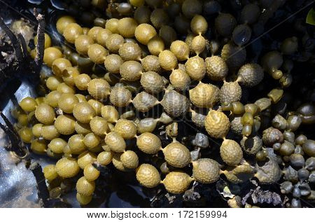 Close up of Neptunes necklace, Hormosira banksia, on an Australian beach. A brown seaweed also known as bubbleweed, Neptunes pearls and seas grapes.