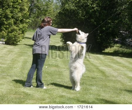 Alimentazione del cane