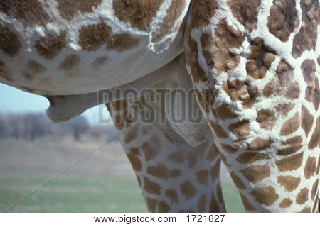 근접 촬영 및 Giraffgtg의 개인
