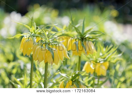Yellow crown imperial flowers green background(latin name: Fritillaria imperialis).