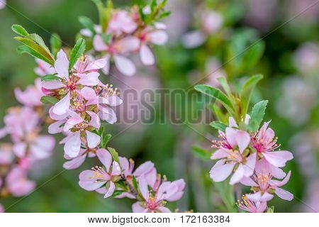 Wallpaper with blossoming of dwarf Russian almond or Prunus tenella in spring