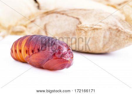 Closed Up Of Giant Atlas Moth (attacus Atlas) Chrysalis Or Pupa