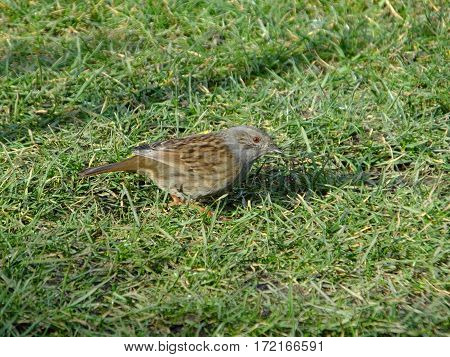 Hedge sparrow searching for food amongst grass