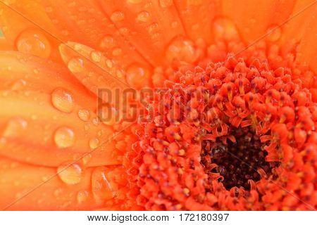 Macro texture of orange colored daisy flower surface with water droplets in horizontal frame
