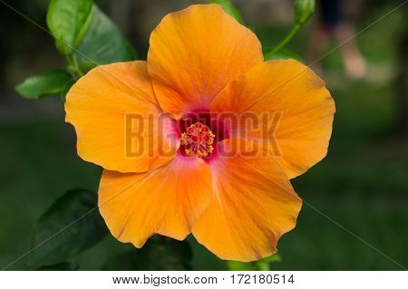 Macro Of Orange China Rose Flower. Hibiscus