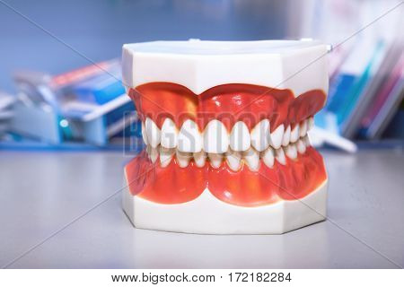 Set of close up dental model denture dentoform.