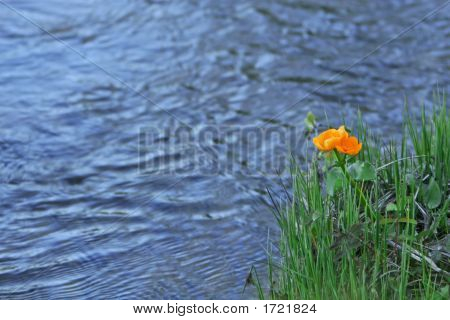 Flor de laranja, água