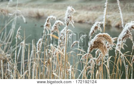 frozen reeds in water in the winter wind.