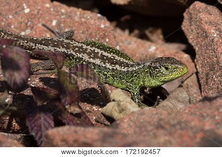 Sand Lizard (Lacerta agilis) basking on red tiles