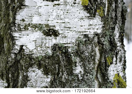 Birch bark with moss close in winter
