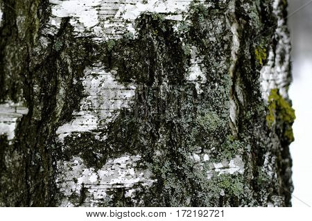 Birch bark with moss close in winter