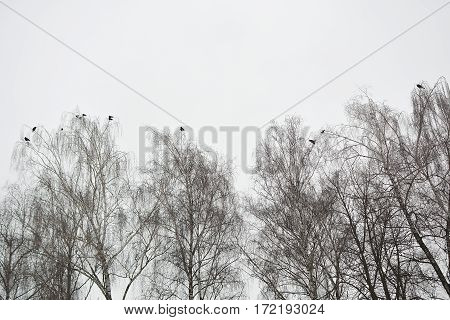 Birds on the tops of the trees against the gray winter sky