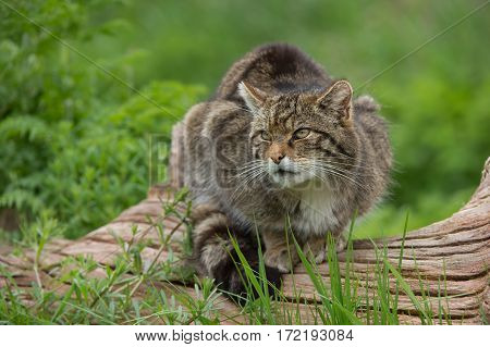 Scottish Wildcat (Felis silvestris grampia) on large tree trunk
