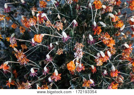 Withered marigold flowers (Tagetes) covered with hoarfrost in autumn. Close-up.