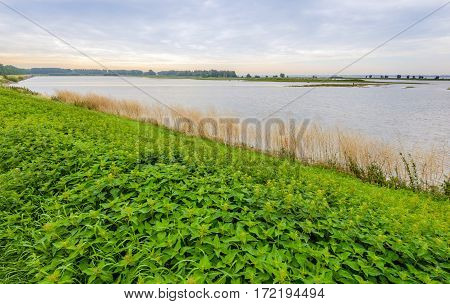Many nettles bloom on the bank of a wetland area in the Netherlands. It's early in the cloudy morning in the summer season.