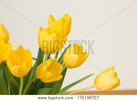 Bunch of yellow tulips on a white background.