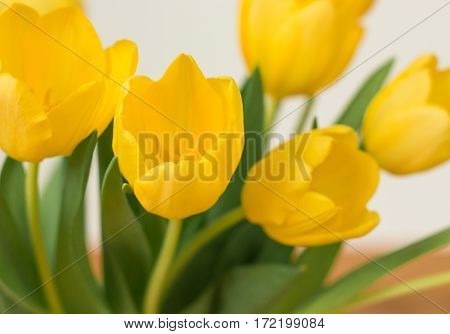 Bunch of yellow tulips on a white background.