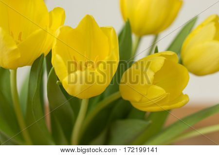 Bunch of yellow tulips on a white background.