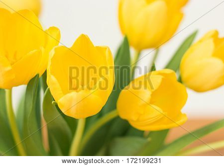 Bunch of yellow tulips on a white background.