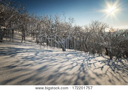 Winter forest against the blue sky with the sun