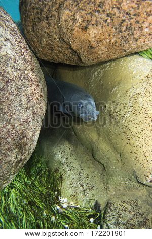 Mastacembelus looks out of his hiding place of large stones. Aquarium.
