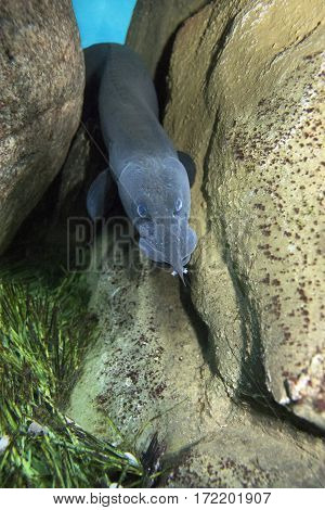 Mastacembelus looks out of his hiding place of large stones. Aquarium.