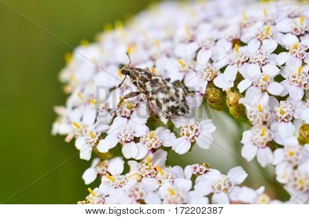 Snout Beetle Sitting On The Milfoil Flower. Weevil Closeup Macro Photo