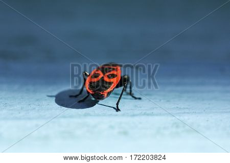 Single Firebug On Blue Background Closeup Macro Photo