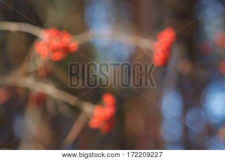 Branchs of rowan with blur effect in pine forest autumn.