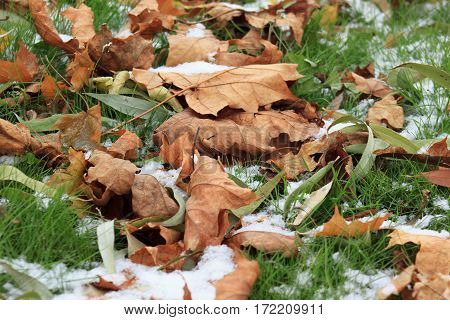 Yellow and green autumn leaves on the snowbound grass in park.