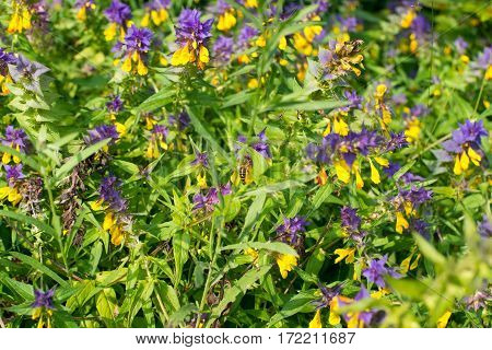 Wood cow wheat flowers (Melampyrum nemorosum) in the green summer meadow.