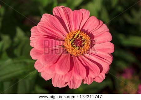 Beautiful flower gerbera close-up on the green meadow.