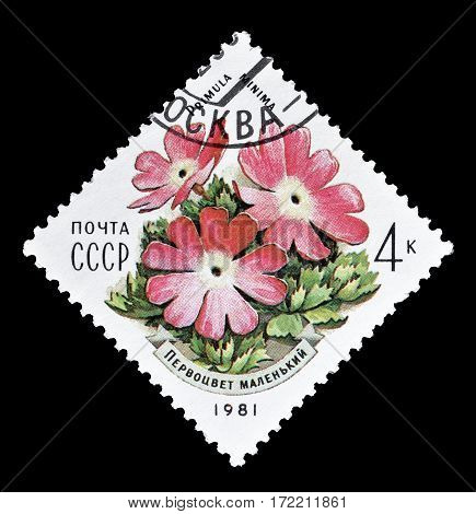 SOVIET UNION - CIRCA 1981 : Cancelled postage stamp printed by Soviet Union, that shows Primula Minima flower.