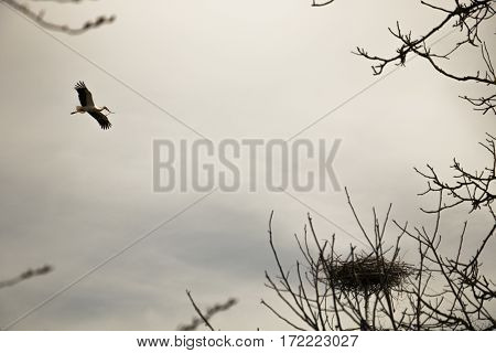 Flying stork on the cloudy sky flying toits nest among trees