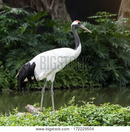 Red-Crowned crane flying in zoo
