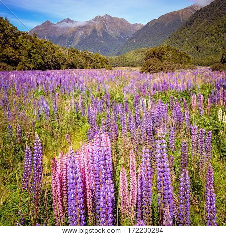 Scenic View Of Colorful Lupine Flowers In Fjordland, New Zealand