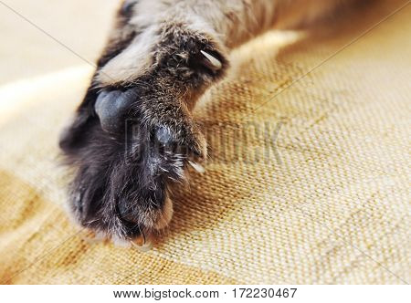 Stretched cat's paw with claws close up
