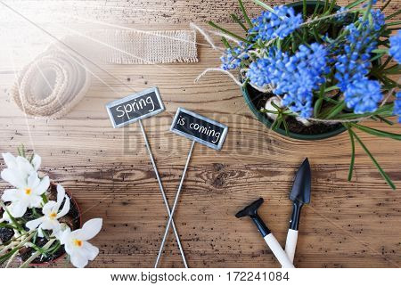 Two Signs With English Text Spring Is Coming. Sunny Spring Flowers Like Grape Hyacinth And Crocus. Gardening Tools Like Rake And Shovel. Hemp Fabric Ribbon. Aged Wooden Background