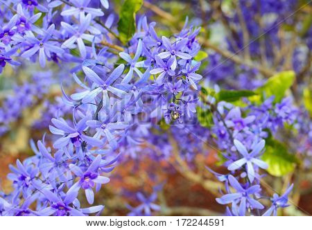 A Queen's Wreath vine Petrea volubilis showing enormous flower clusters almost completely covering the plant. Other names include Florida Wisteria Sandpaper Vine and Bluebird Vine