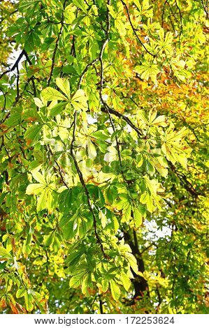 Chestnut Leaves On Autumn Sunbeam