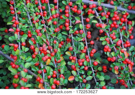Cotoneaster Horizontalis Plant