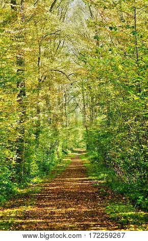 Verneuil sur Seine; France  the forest in the west of the city