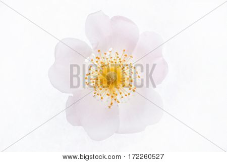 wild rose