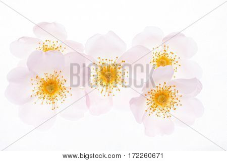 wild roses