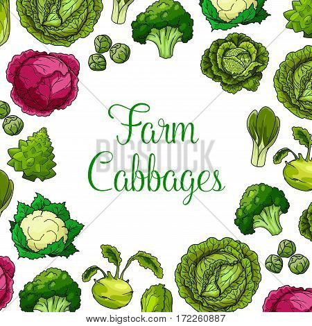 Cabbages vector vegetables with white and red cabbage, romanesco, kohlrabi and brussels sprouts, cauliflower, chinese cabbage and pak choi and scotch kale. Vegetarian or vegan leafy veggies