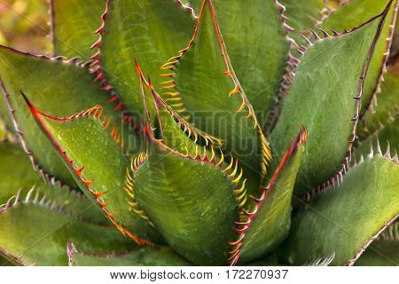 Brilliant Green Agave Shawii