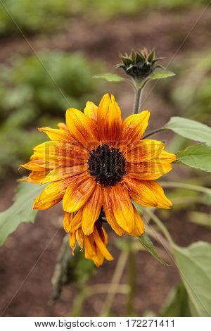 Dwarf Little Becka Sunflower