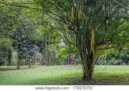 Royal Gardens of Peradenia near Kandy, Sri Lanka